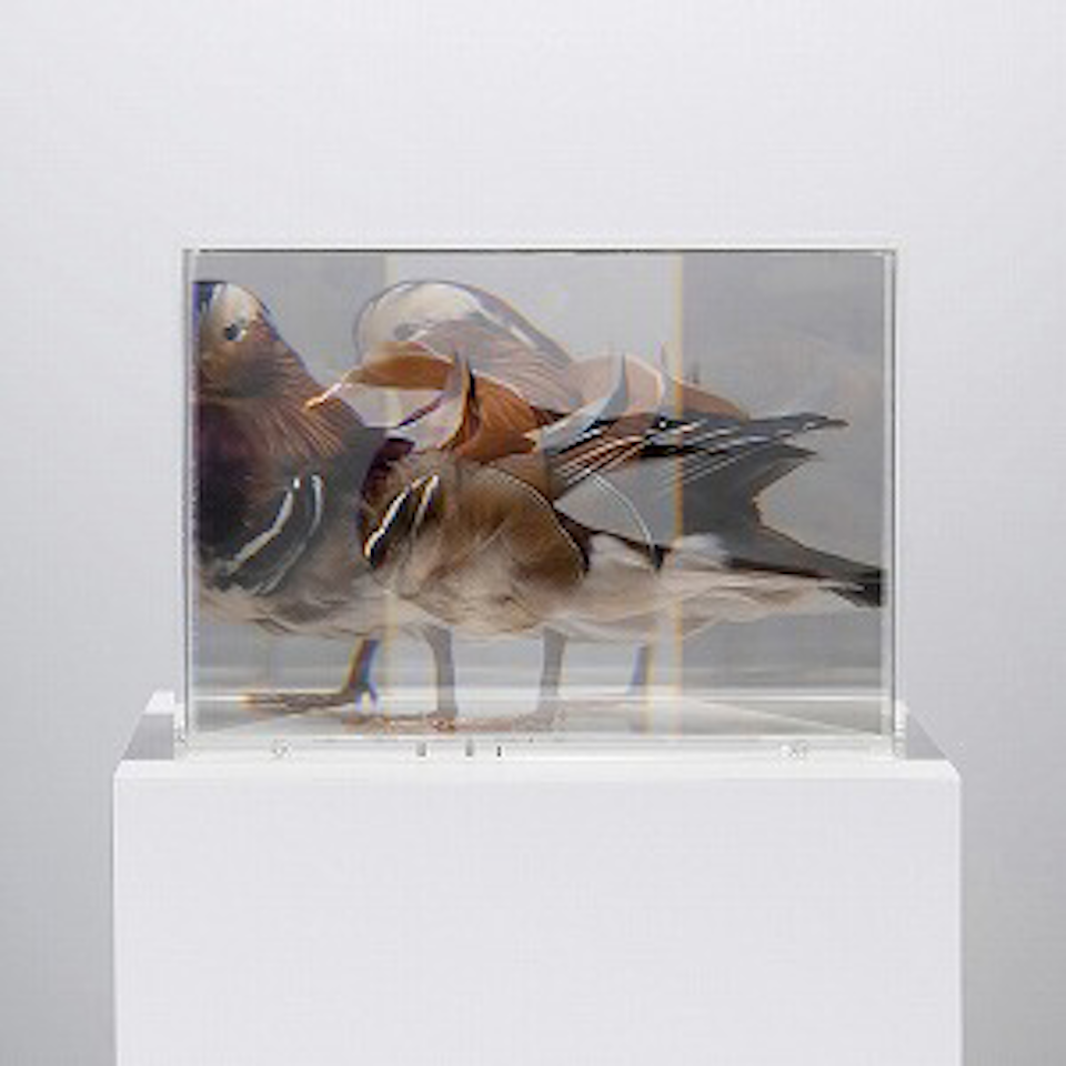 PixCell [Mandarin Duck] by Kohei Nawa