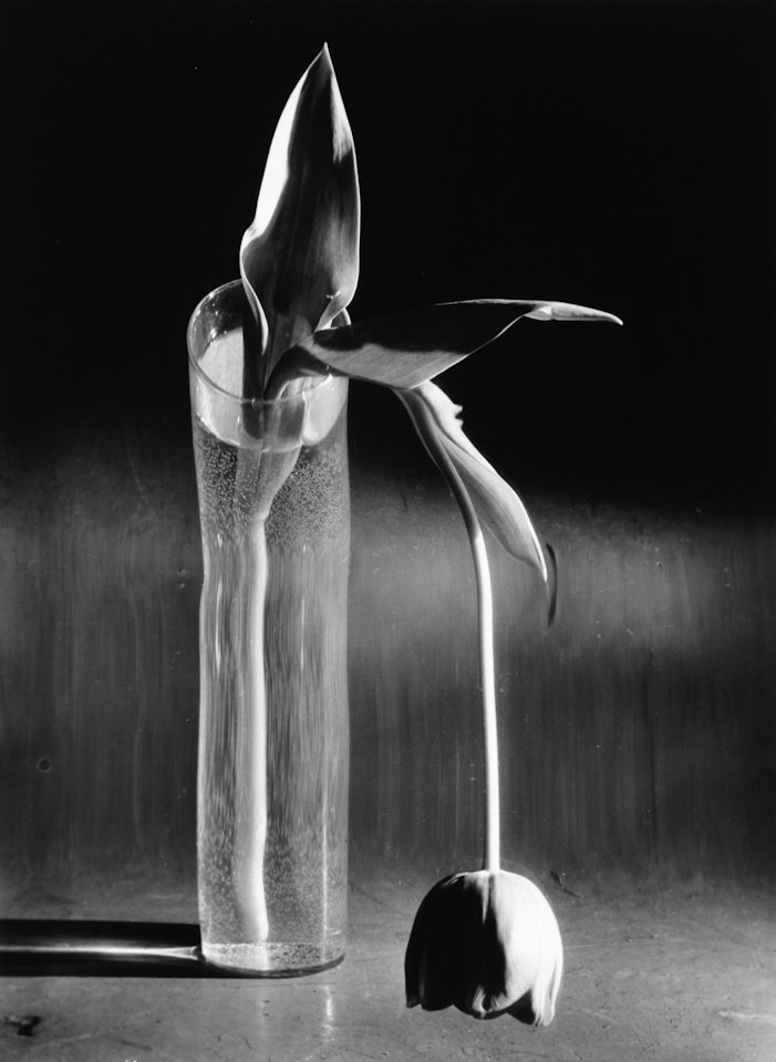 Melancholic Tulip by André Kertész