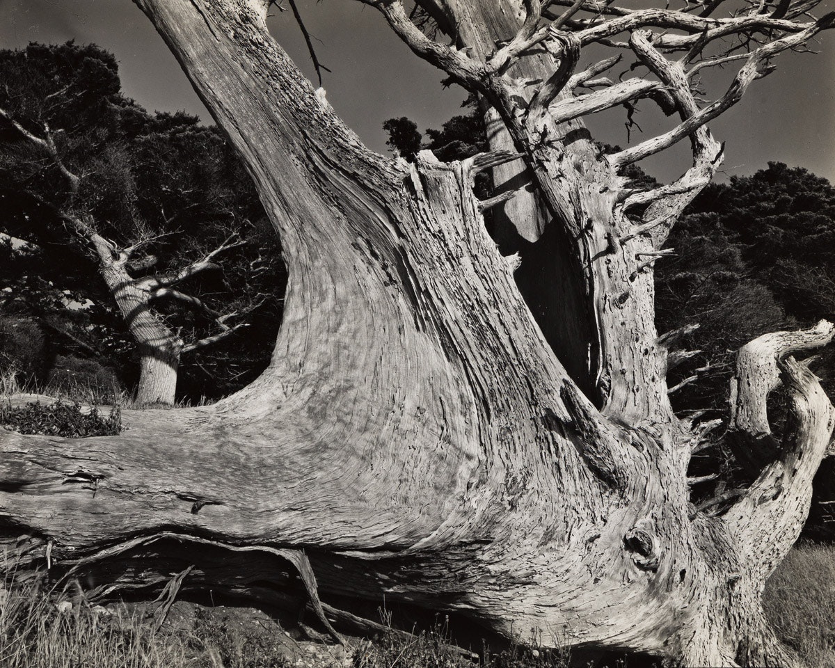 Cypress, Point Lobos by Edward Weston