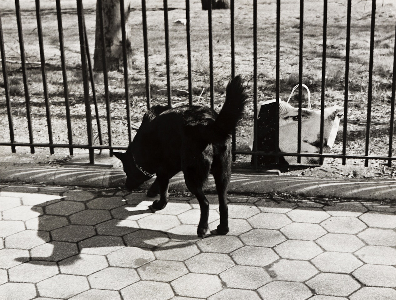Dog with shopping bag by André Kertész