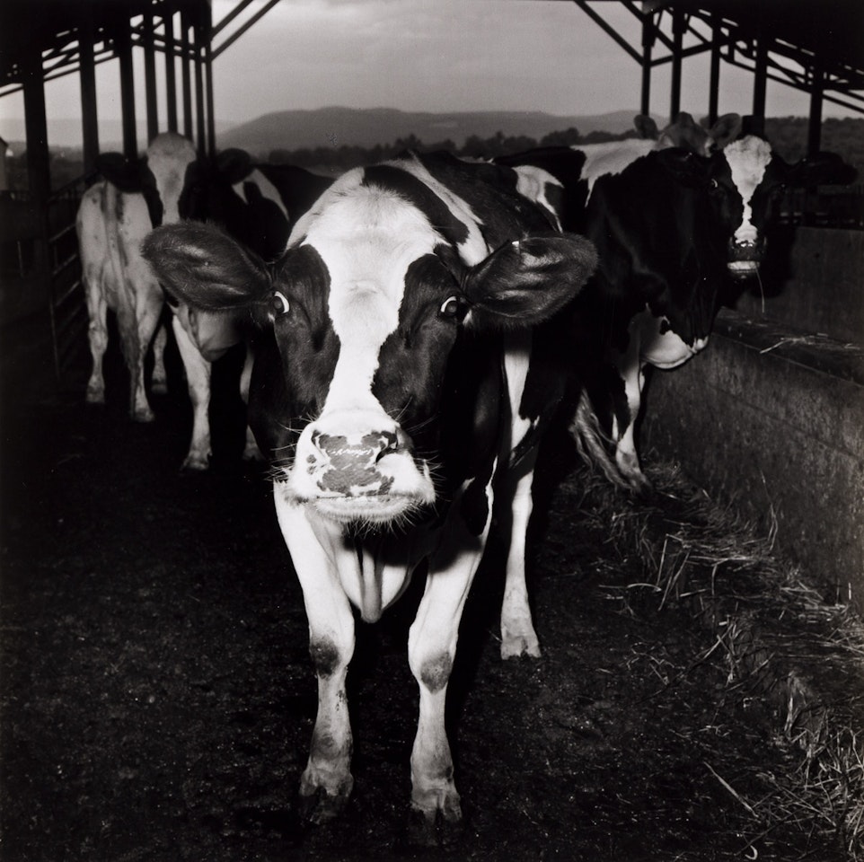 Electric Cow by Peter Hujar