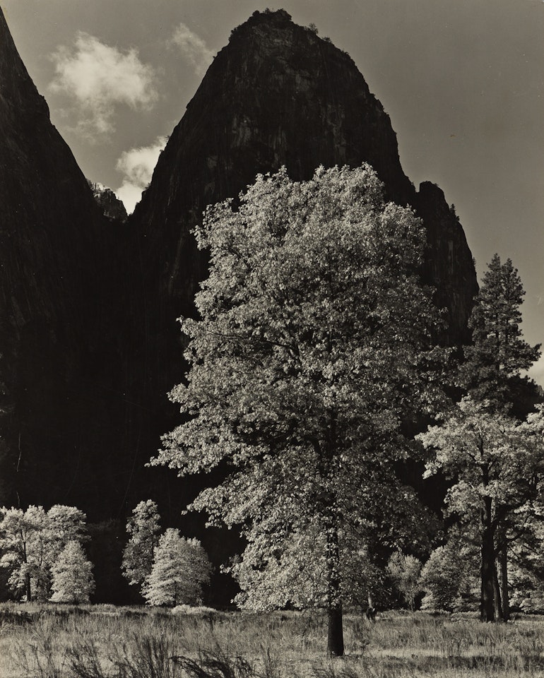 Oak Tree, Autumn, Yosemite Valley, CA by Ansel Adams