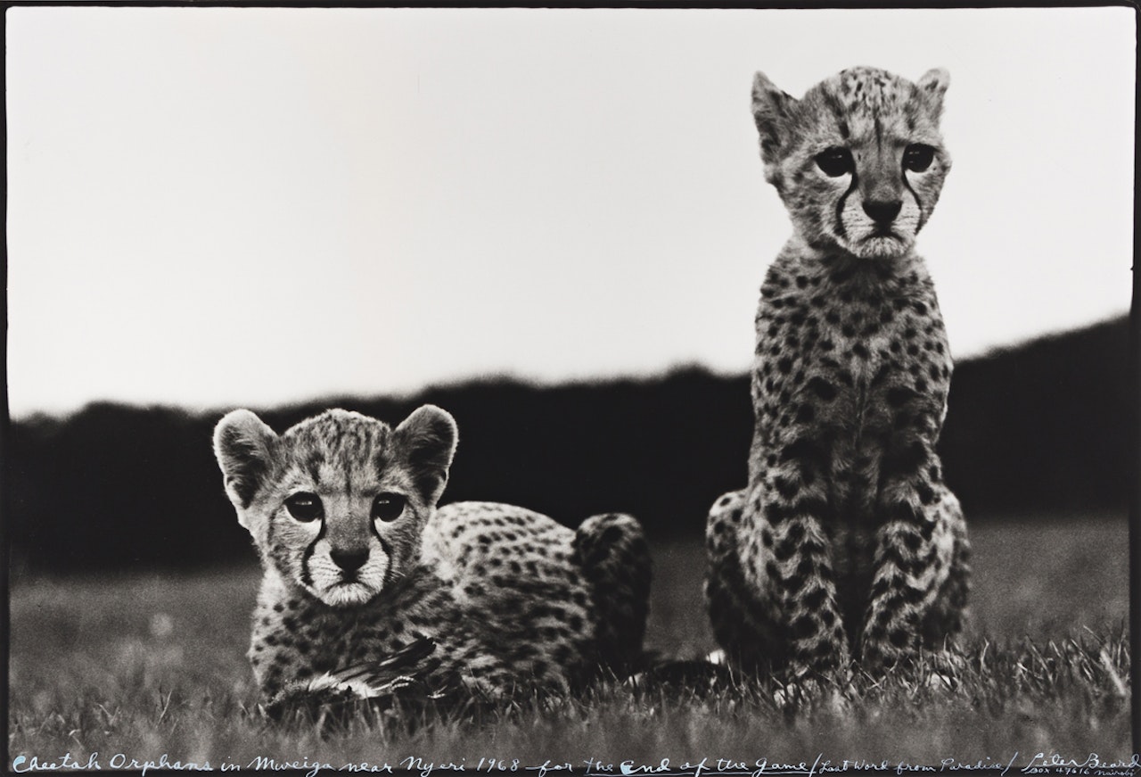 Cheetah Orphans in Mweiga near Nyeri by Peter Beard