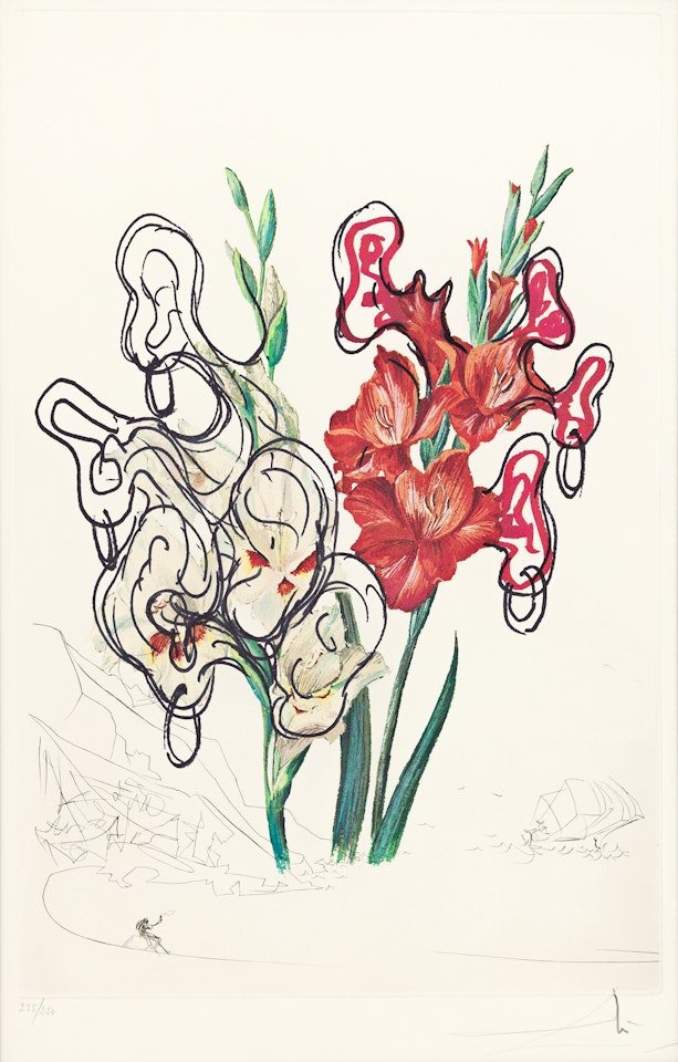 Gladiolus by Salvador Dali