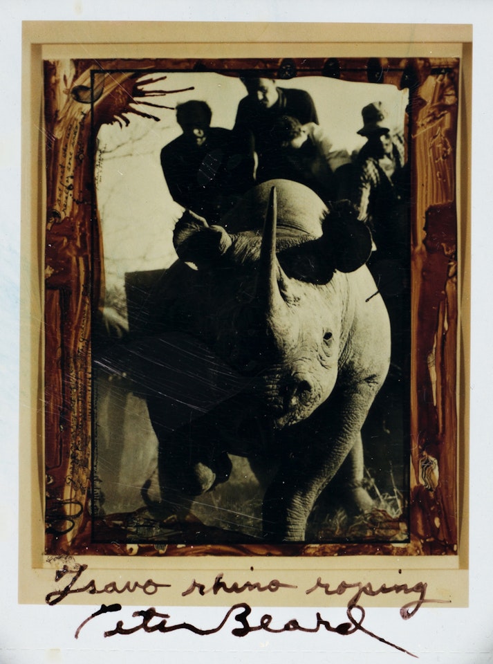 Tsavo Rhino Roping by Peter Beard