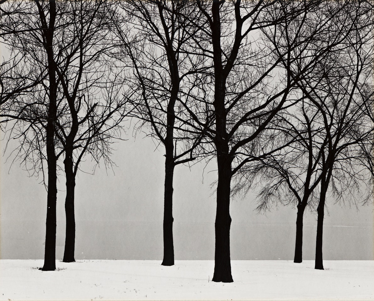 Chicago (trees in snow) by Harry Callahan