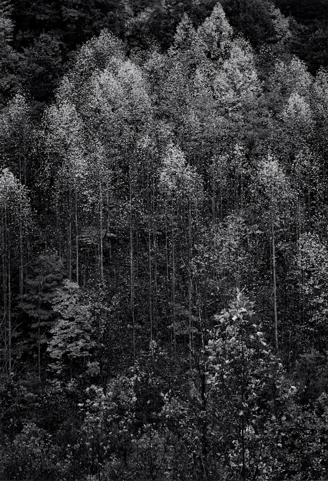 Autumn, Great Smokey Mountains National Park, Tennessee by Ansel Adams