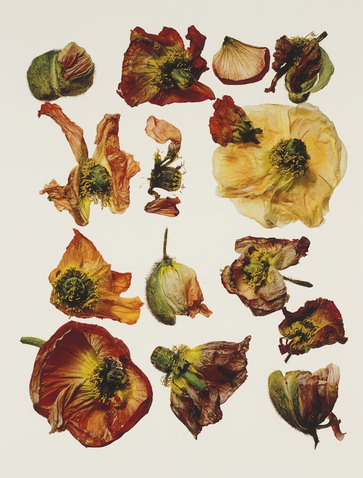 Iceland Poppy/Papaver nudicaule, New York by Irving Penn