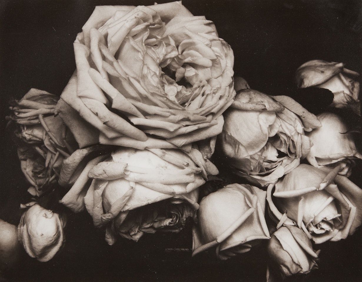 Heavy Roses, Voulangis, France by Edward Steichen