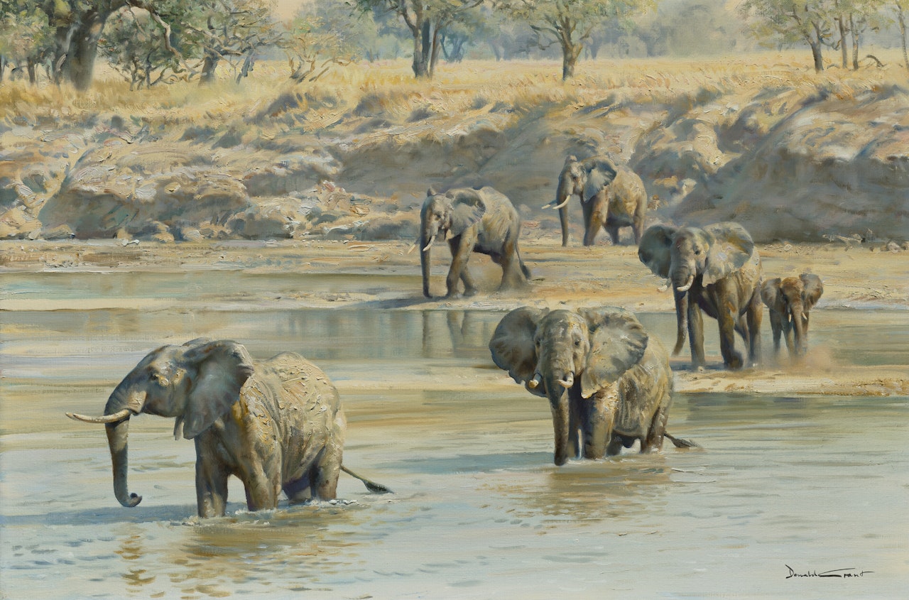 Elephants crossing a river by Donald Grant