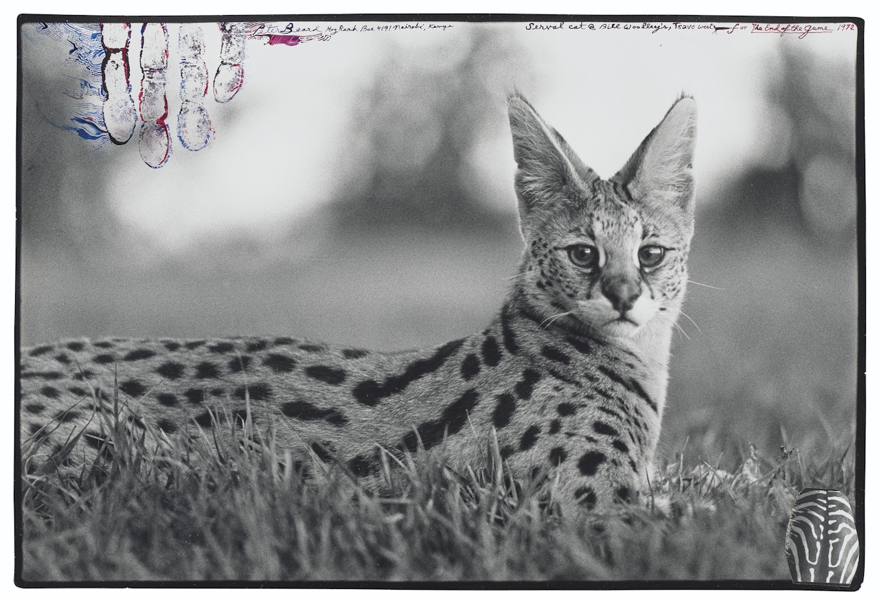 Serval Cat at Bill Woodley's Tsavo West, for ‘The End of the Game by Peter Beard