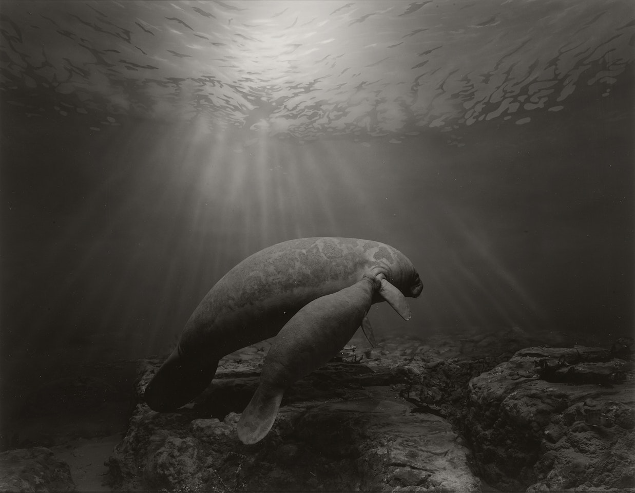 Manatee by Hiroshi Sugimoto