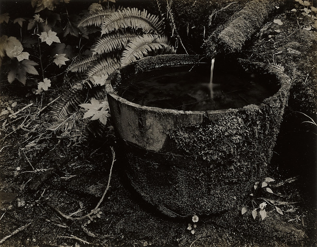 Old Tub - Redwoods by Edward Weston