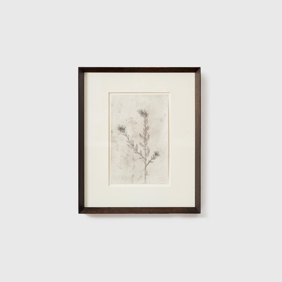 Grevillea by Sidney Nolan