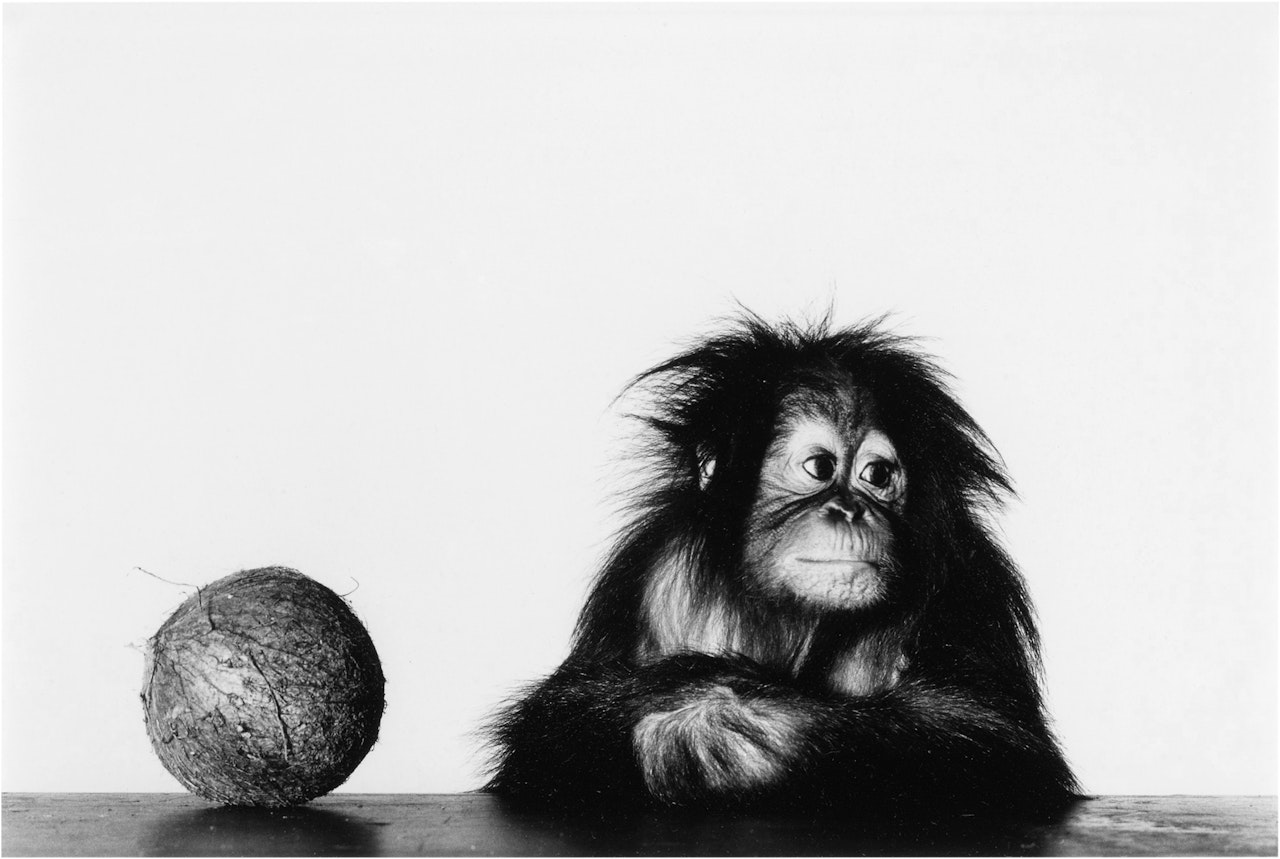 Young Orangutan and Coconut (New York, Oct 12, 2004) by Irving Penn