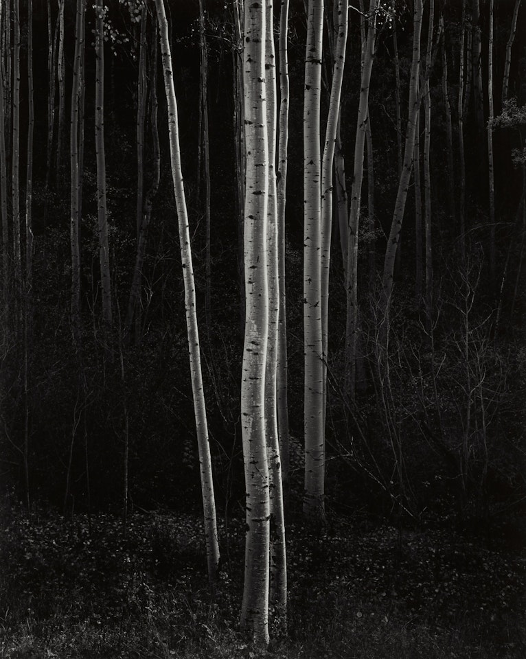 Aspens, Northern New Mexico' (vertical) by Ansel Adams