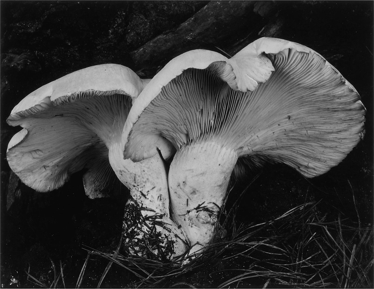 Toad Stools' (Fungus) by Edward Weston