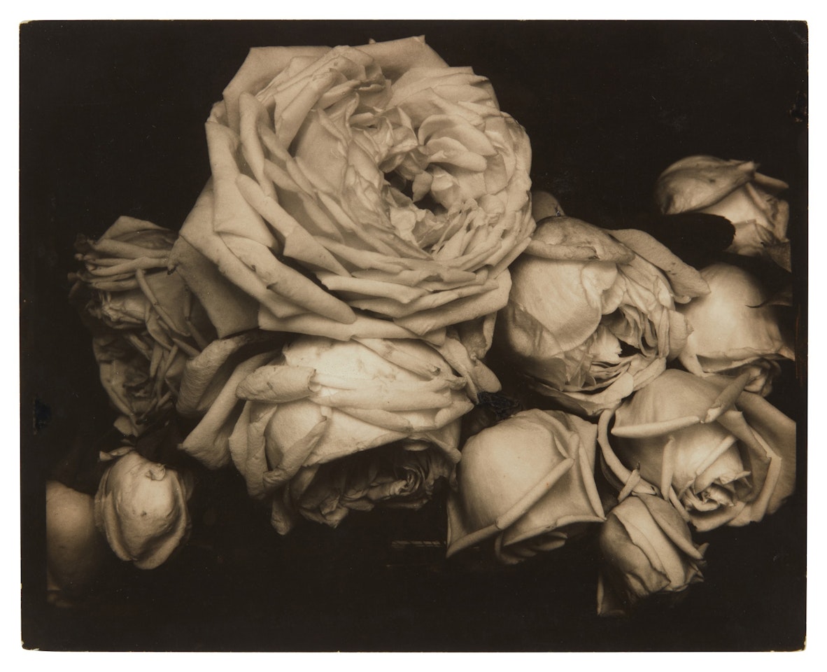 Heavy Roses, Voulangis, France by Edward Steichen