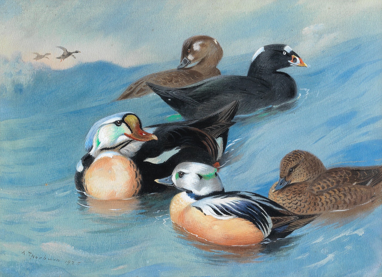 King Eider, Surf-Scoter and Steller"s Eiders by Archibald Thorburn