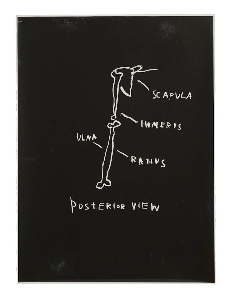 Posterior View, from Anatomy by Jean-Michel Basquiat