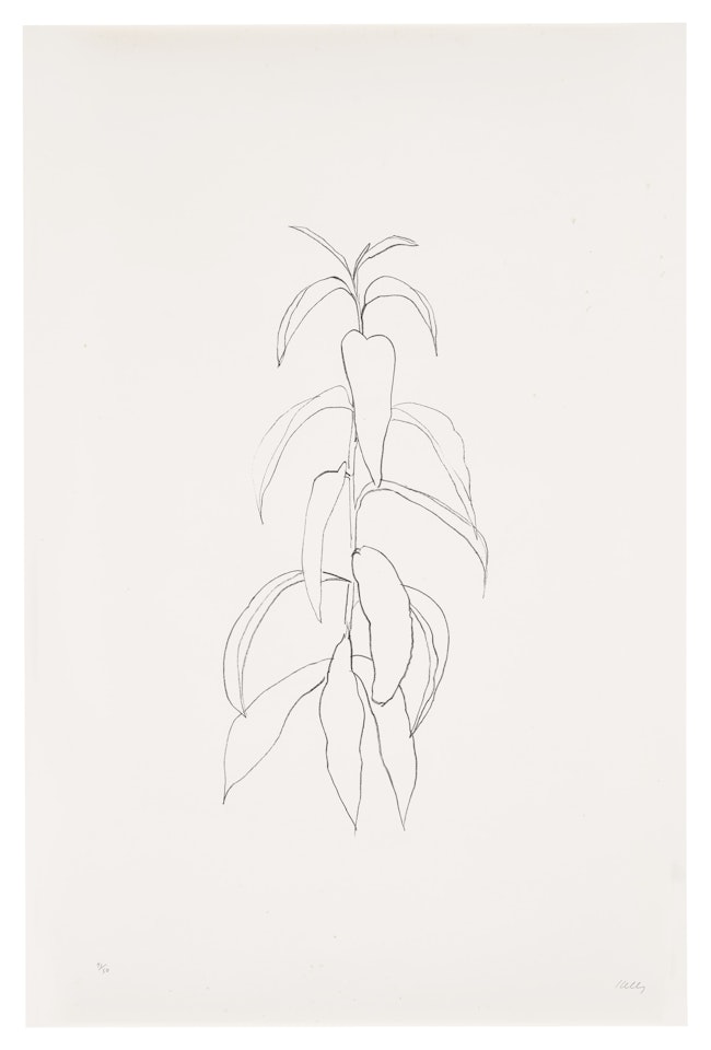 Peach Branch, from Leaves by Ellsworth Kelly