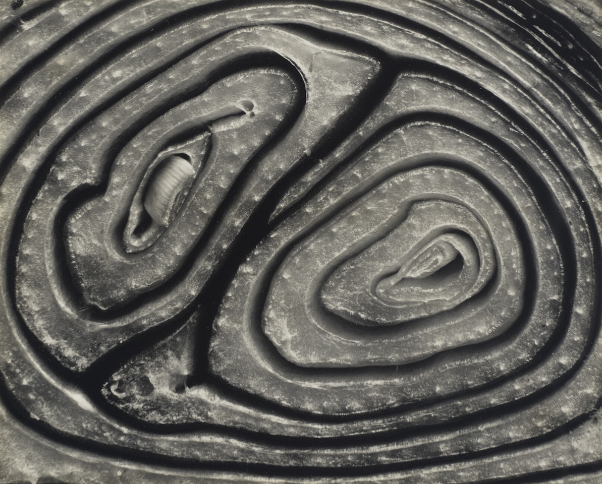 Onion, Halved by Edward Weston