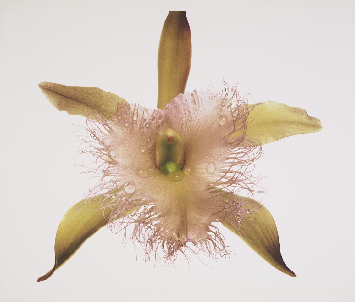 Orchid, Rhyncholaelia Digbyana, New York, 1969 by Irving Penn