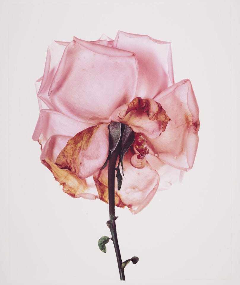 Rose: Blue Moon, London, 1970 by Irving Penn