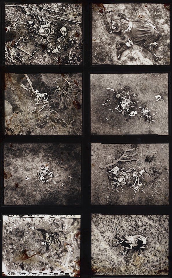 Pulled from the Fire, Hog Ranch by Peter Beard