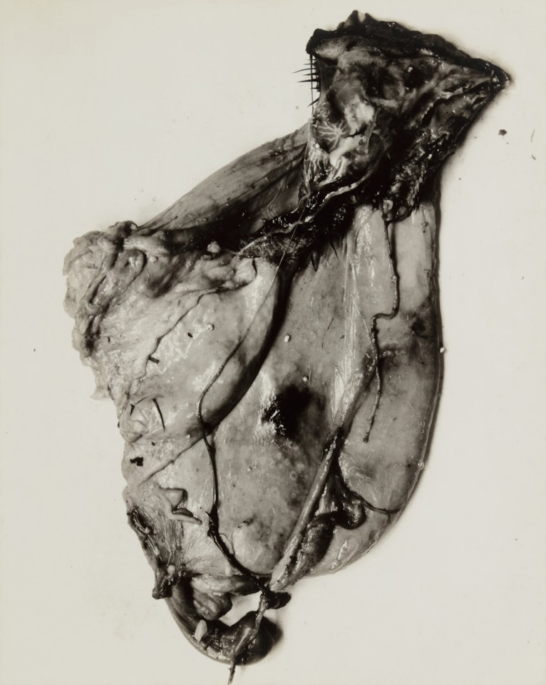 Negative #77 by Frederick Sommer