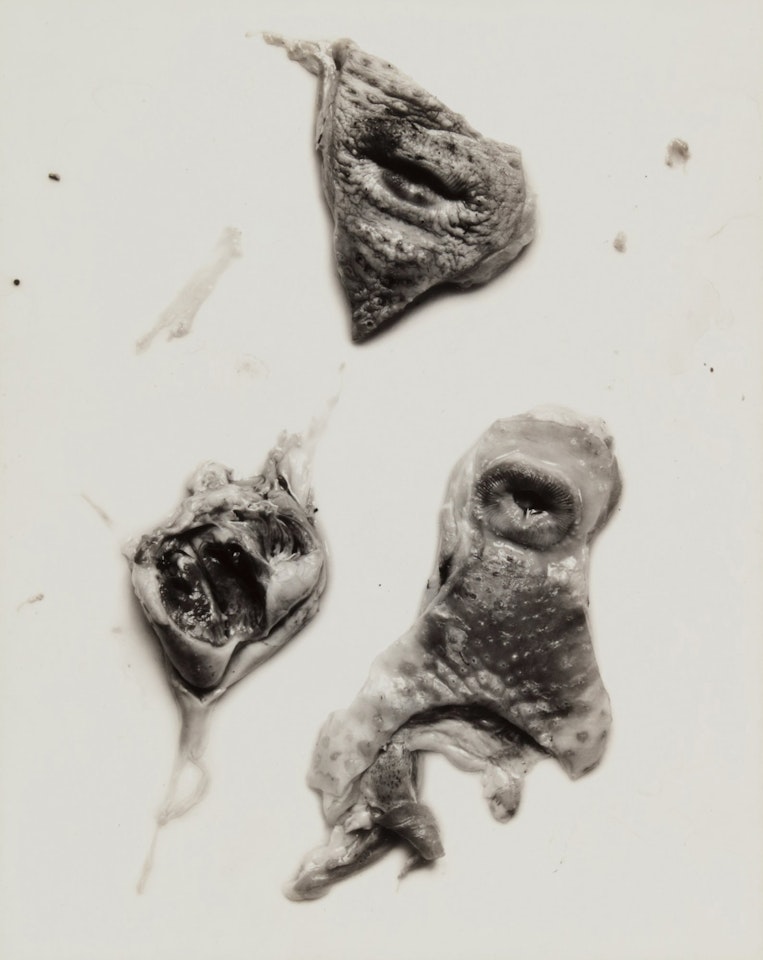Negative #91 by Frederick Sommer