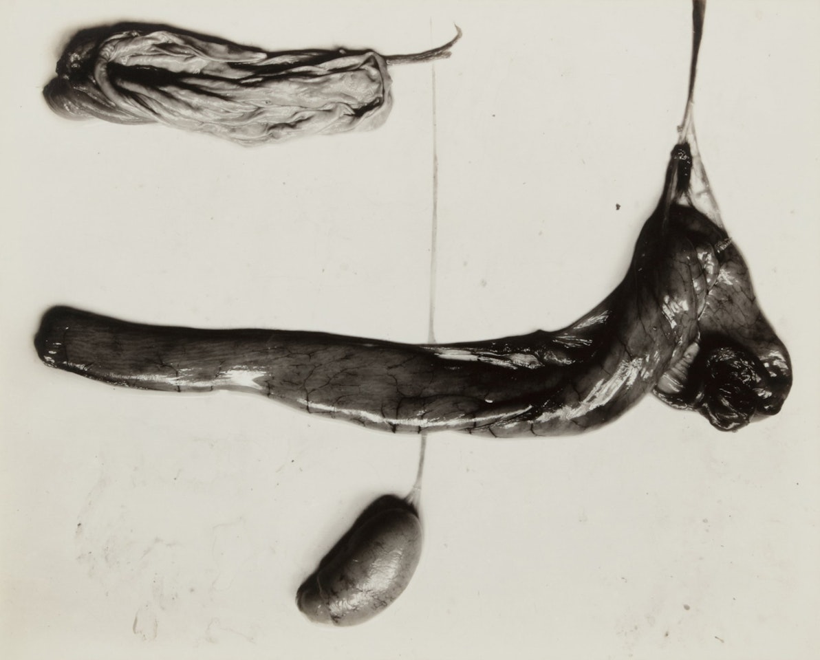 Negative #90 by Frederick Sommer