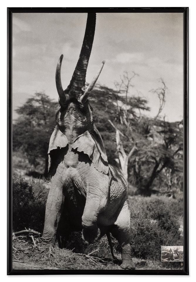 Elephant Reaching for the Last Branch on a Tree by Peter Beard