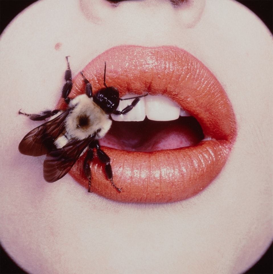 Bee (A), New York, September by Irving Penn