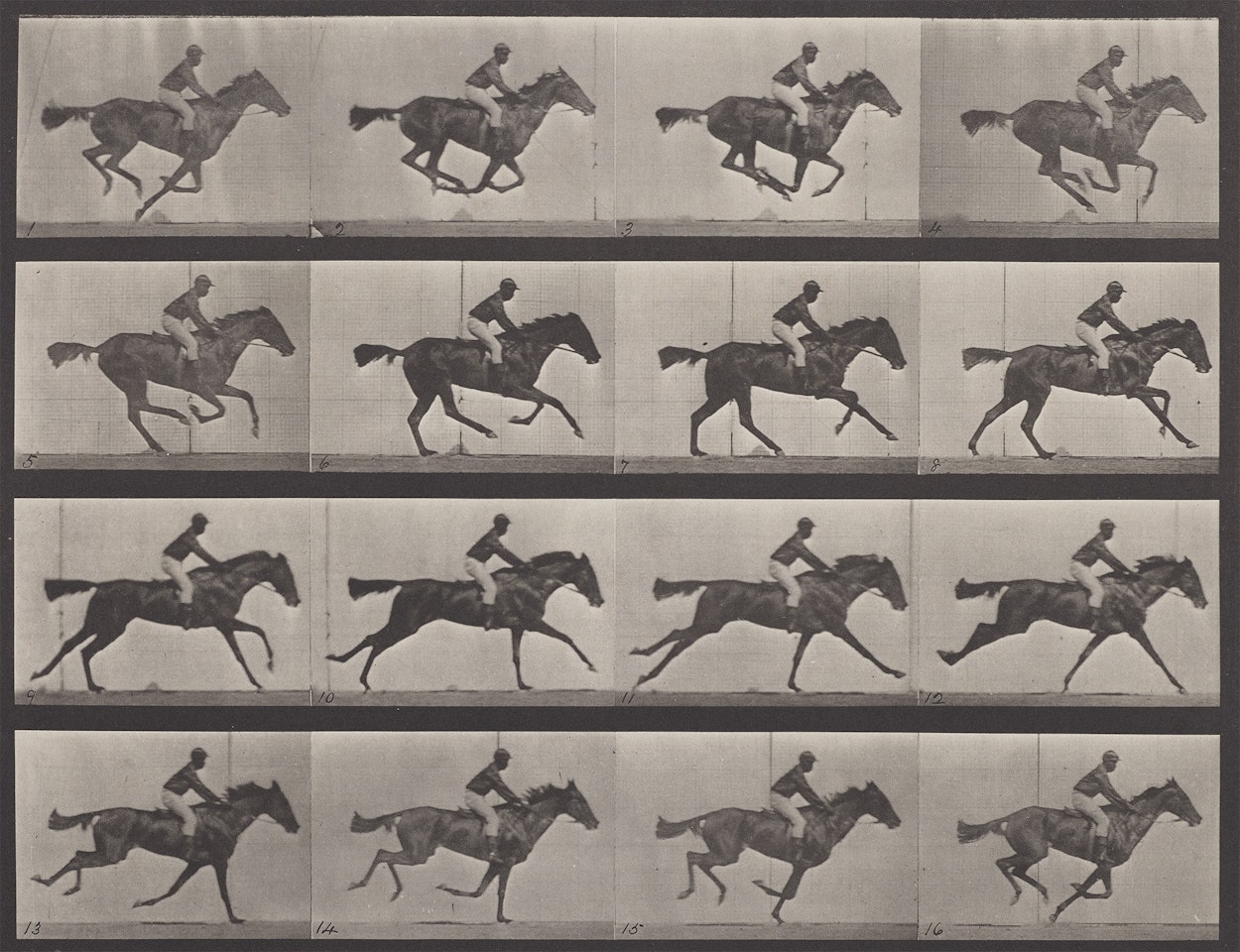 Motion Study, Horse and Rider by Eadweard Muybridge