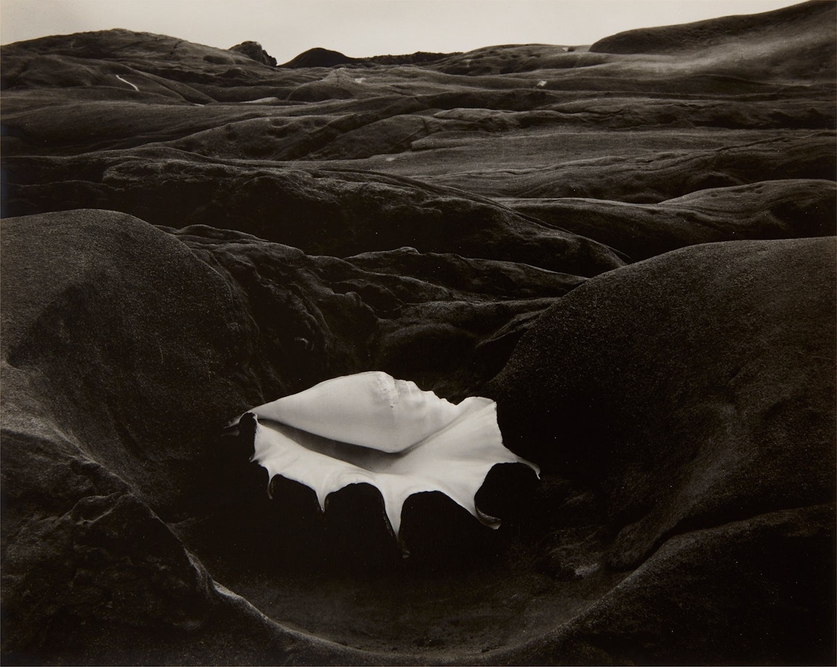Shell and Rock - Arrangement by Edward Weston