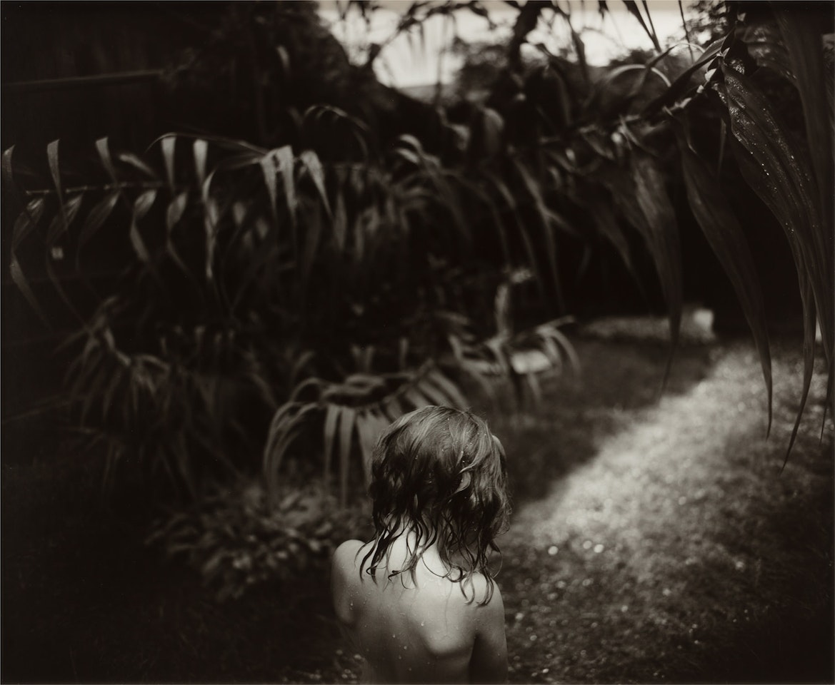 Arundo Donax by Sally Mann