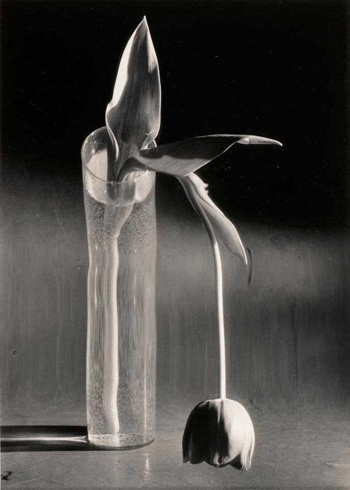 Melancholic Tulip by André Kertész