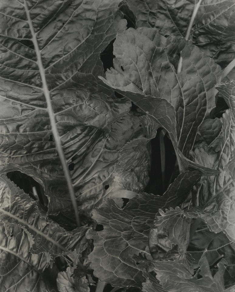 Leaves, New England by Paul Strand