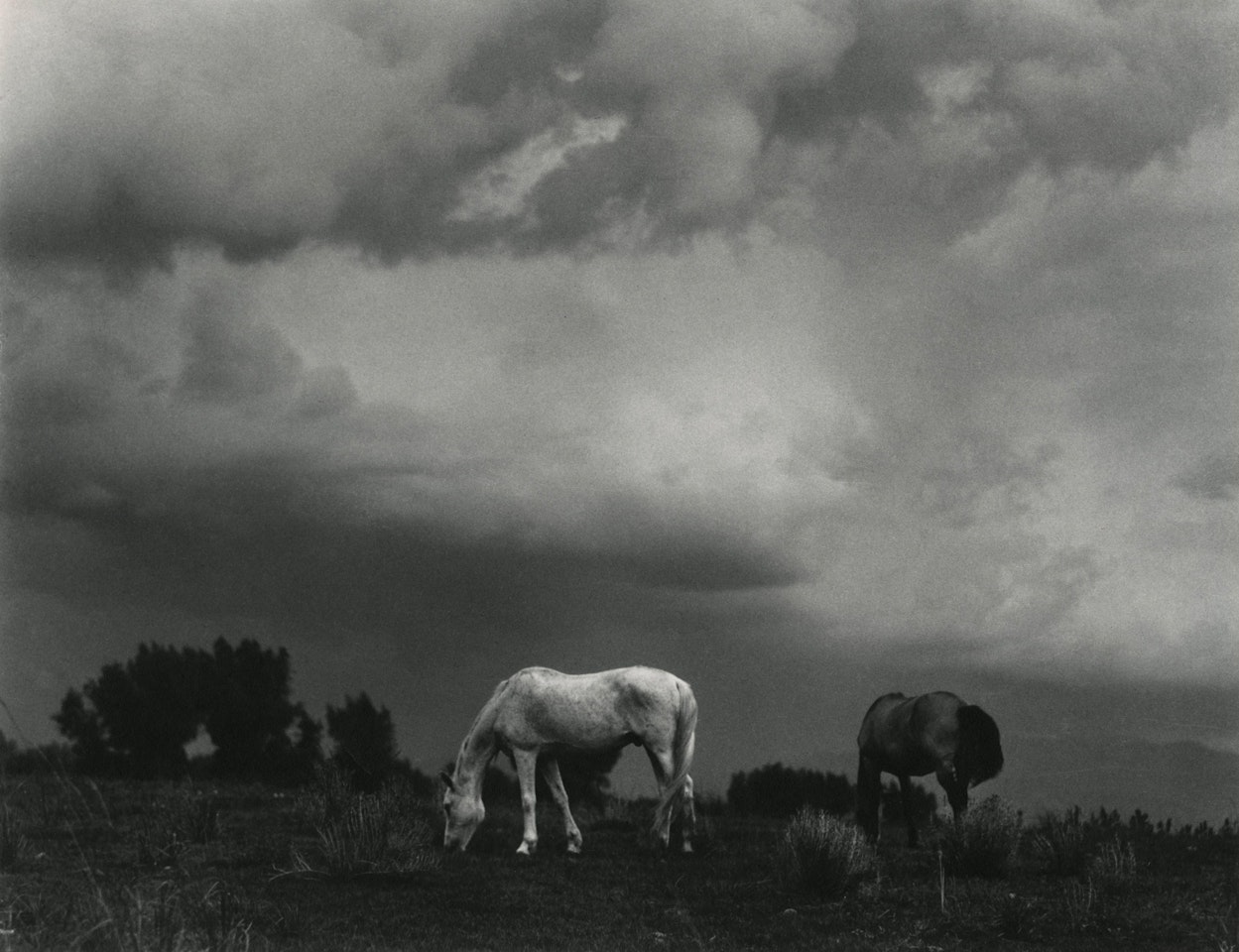 Grazing Horses, Taos, New Mexico by Paul Strand
