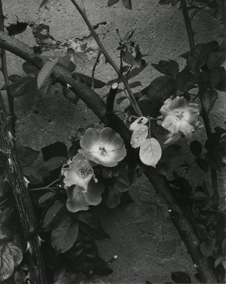 Wild Rose, Orgeval by Paul Strand