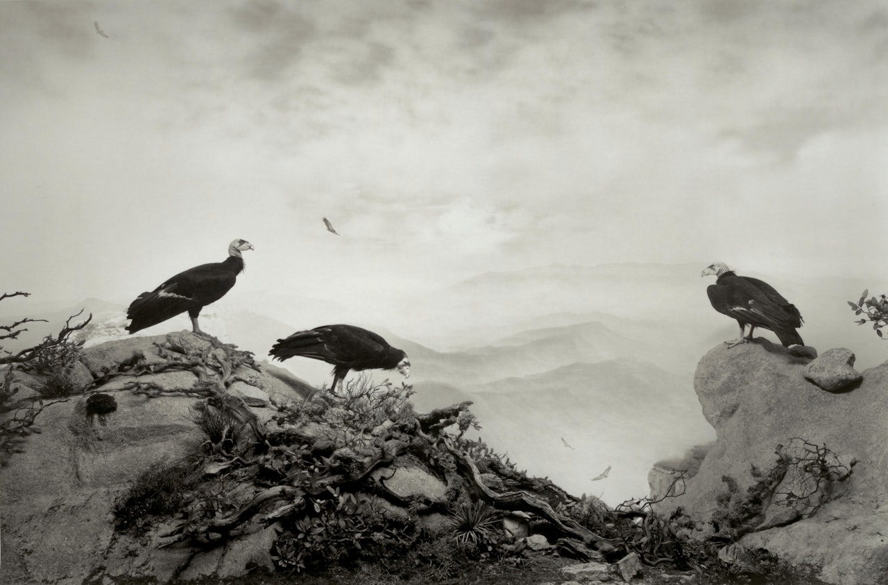 Condors by Hiroshi Sugimoto