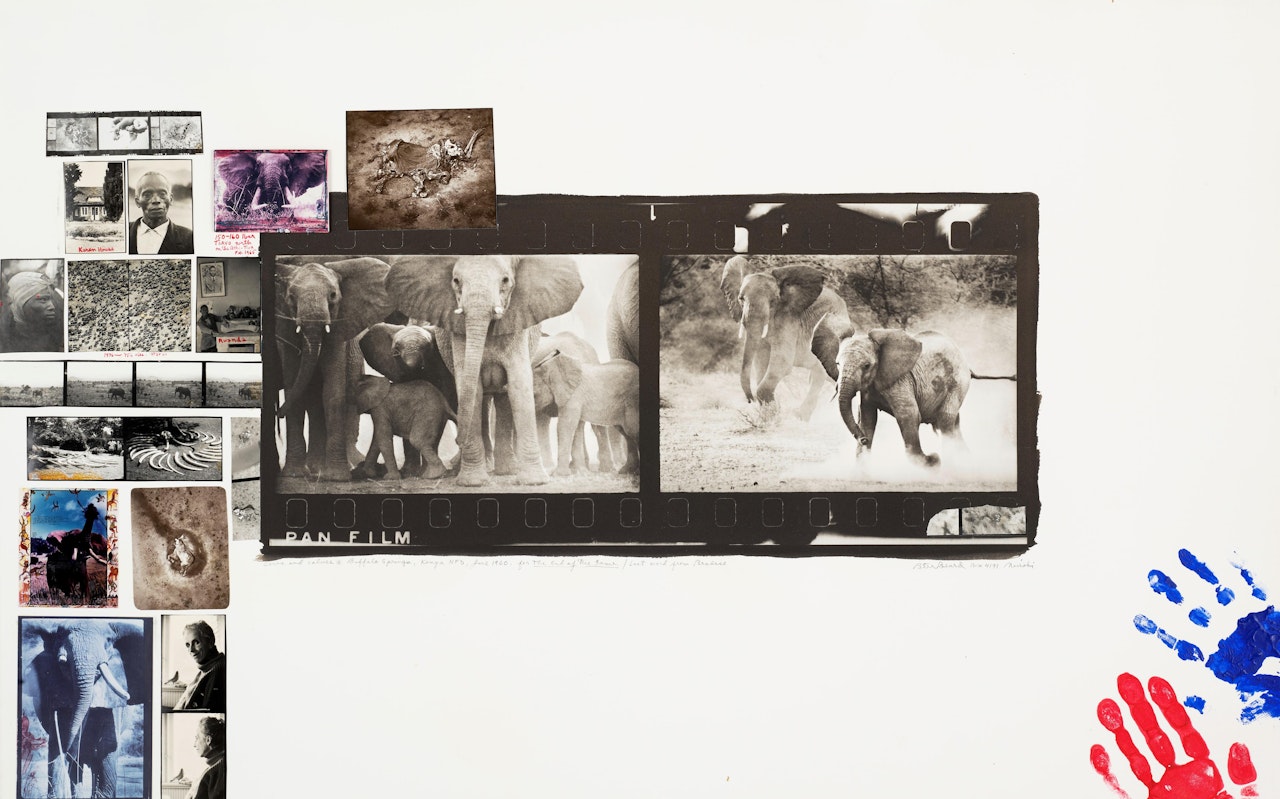 Cows and Calves at Buffalo Springs, Kenya NFD, for "The End of the Game/ Last Word from Paradise" by Peter Beard