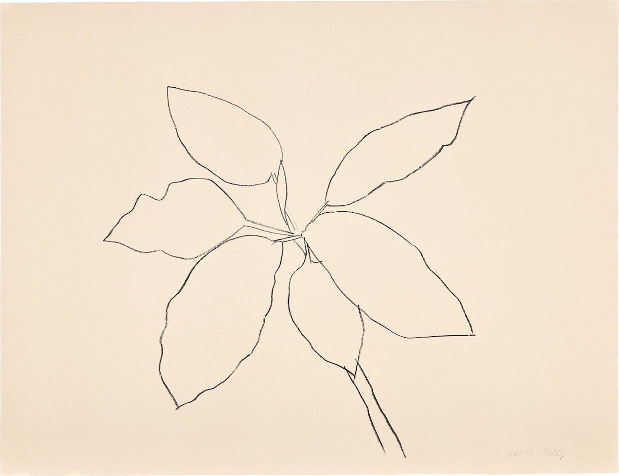 St. Martin Tropical Plant, from Eight Lithographs to Benefit the Foundation for Contemporary Performance Arts, Inc. (G. 957, A. 192) by Ellsworth Kelly