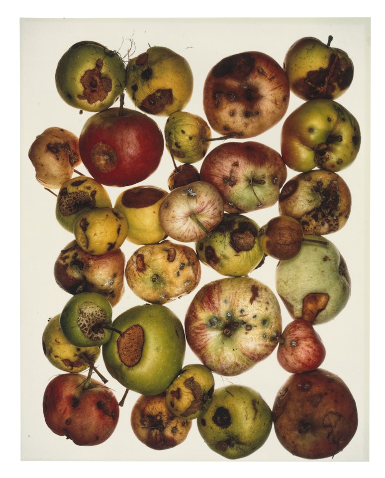 Red Apples, New York, July 15 by Irving Penn