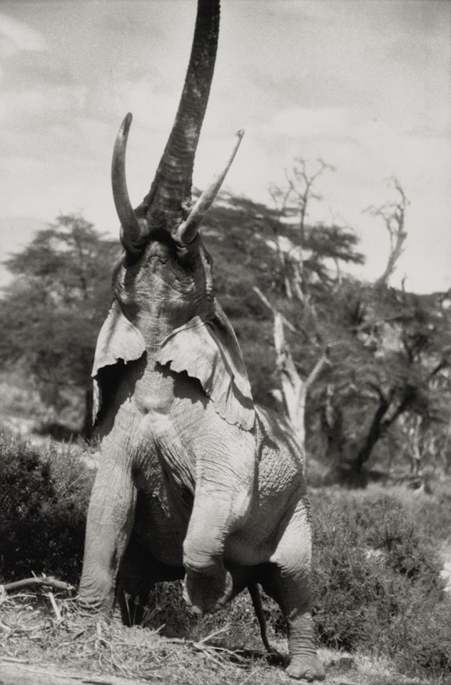 Elephant Reaching for the Last Branch on a Tree, Kenya, June by Peter Beard