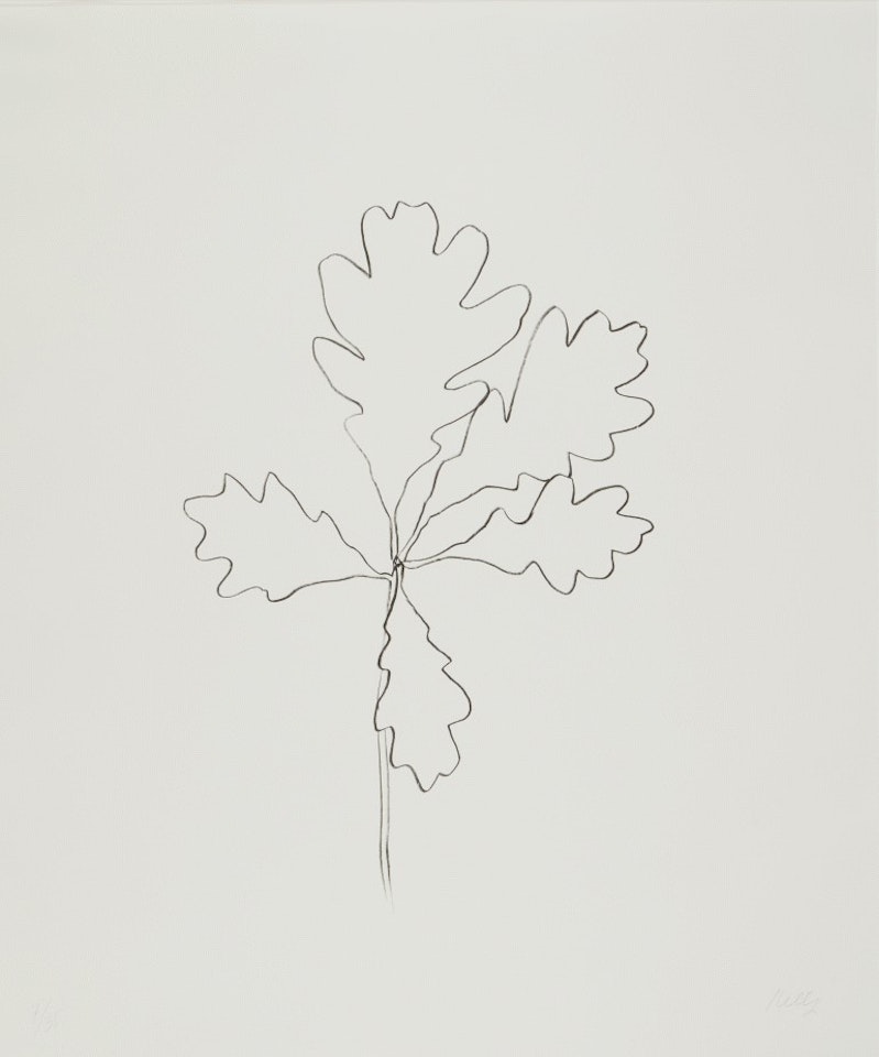 Oak I, from Series of Oak Leaves by Ellsworth Kelly