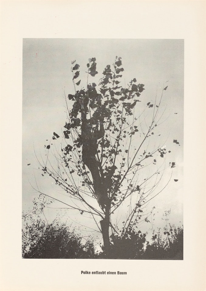 ”Polke entlaubt einen Baum” by Sigmar Polke