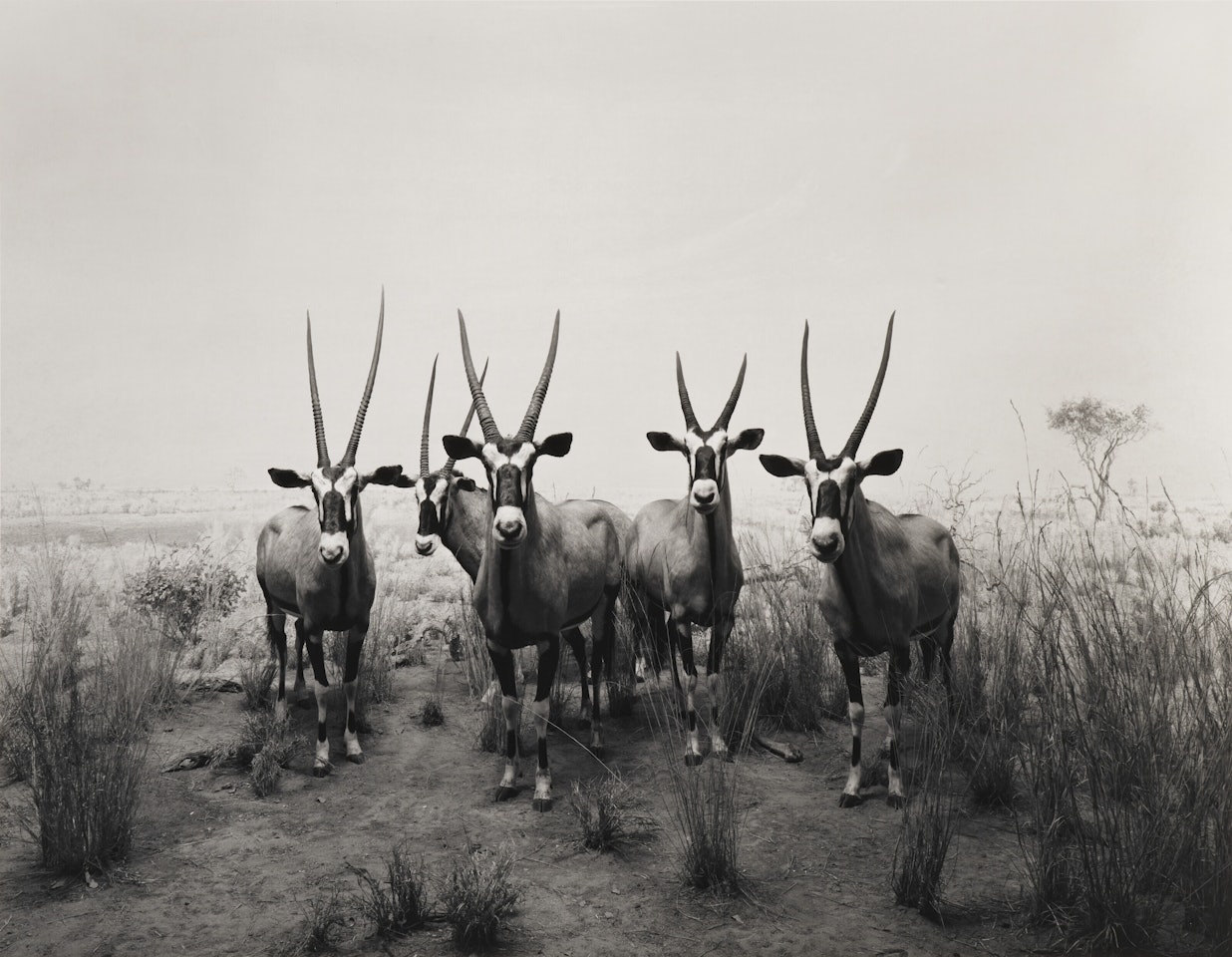 Gemsbok by Hiroshi Sugimoto