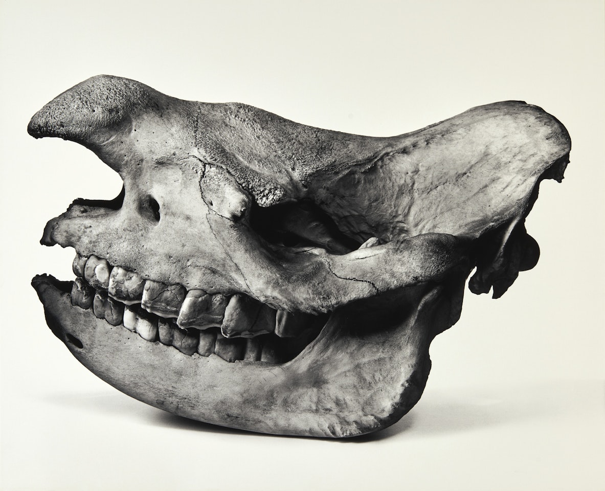 Black Rhino, Prague by Irving Penn